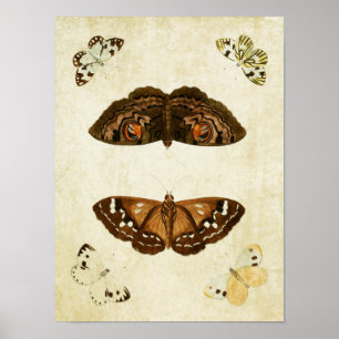 Vintage Schmetterlingsdruck 171 Poster