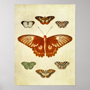 Vintage Schmetterlingsdruck 194 Poster