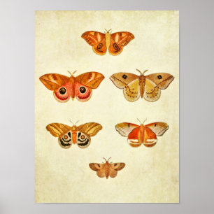 Vintage Schmetterlingsdruck 249 Poster