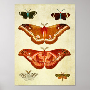 Vintage Schmetterlingsdruck 322 Poster