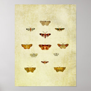 Vintage Schmetterlingsdruck 357 Poster