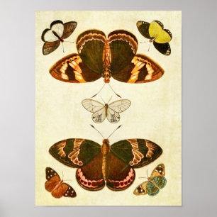 Vintage Schmetterlingsdruck 387 Poster