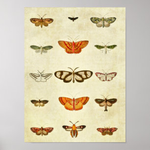 Vintage Schmetterlingsdruck 400 Poster