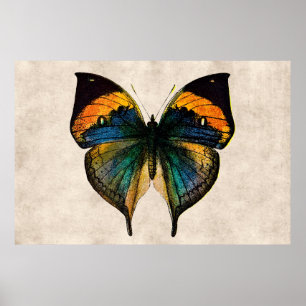 Vintage SchmetterlingsIllustration der Schmetterli Poster