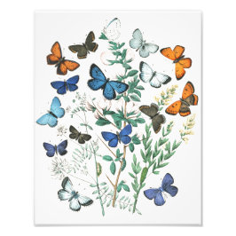 Vintage SchmetterlingsIllustration Fotodruck