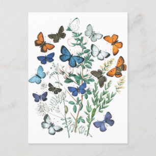 Vintage SchmetterlingsIllustration Postkarte