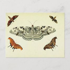 Vintage Schmetterlingskollage Postkarte