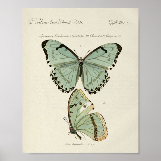 Vintage-Schmetterlingsposter Poster (Vorne)