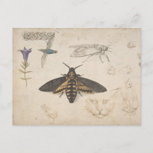 Vintage Schmetterlingspostkarte Postkarte