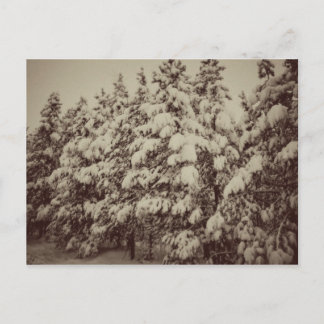 Vintage-Schneelandschaft, Conifer, CO Postkarte