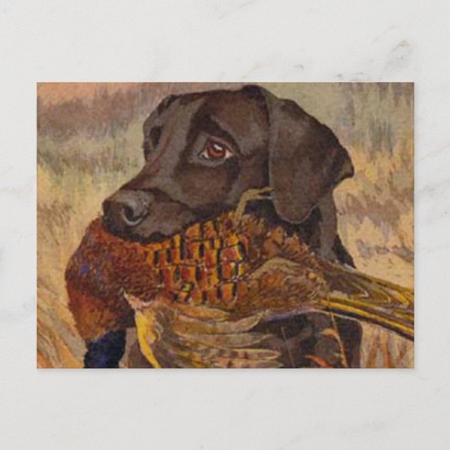 Vintage Schokoladenjagd Labrador Postkarte (Vorderseite)