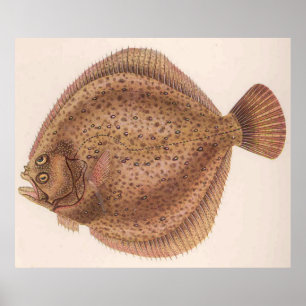Vintage Scholle-Fische Illustration (1919) Poster