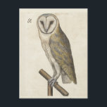 Vintage Schüssel Postkarte<br><div class="desc">Kunstdruckpostkarte einer Eule aus dem 16. Jahrhundert eines anonymen flämischen Künstlers</div>