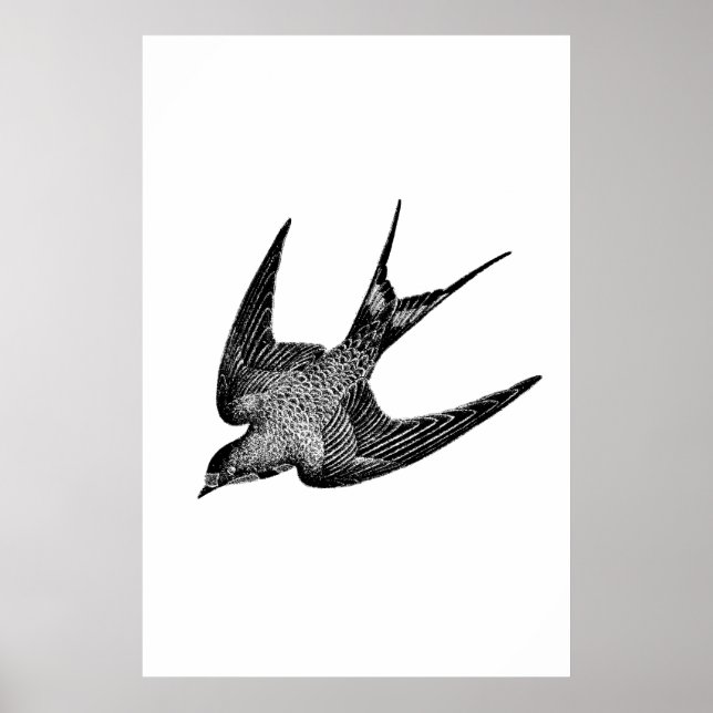 Vintage Schwalbenabbildung - Antiquitätenvogel aus Poster (Vorne)