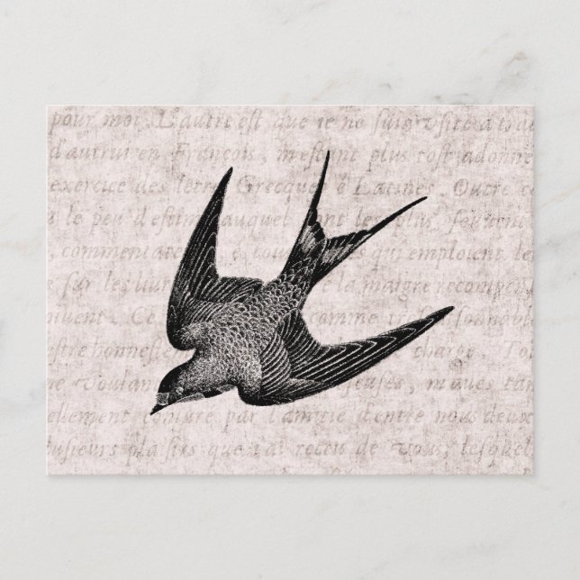 Vintage Schwalbenabbildung - Antiquitätenvogel aus Postkarte (Vorderseite)
