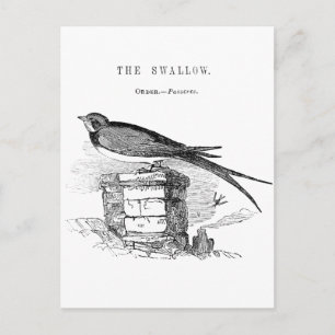 Vintage Schwalbenvogel Postkarte