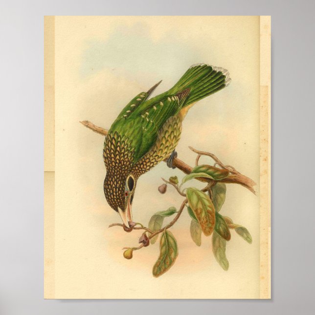 Vintage, schwarz-gelbe Katze-Bird-Lange Poster (Vorne)