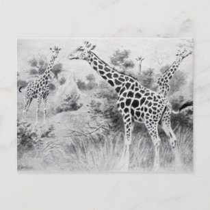 Vintage Schwarz-Weiß-Zeichnend Giraffe Postkarte