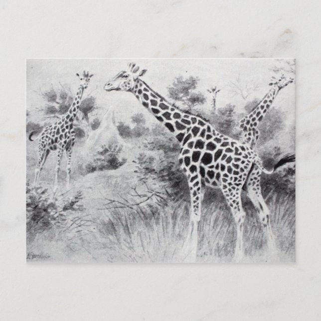 Vintage Schwarz-Weiß-Zeichnend Giraffe Postkarte (Vorderseite)
