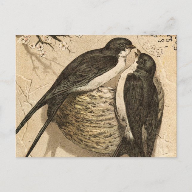 Vintage Schwarz-weiße Niedliche Vogelmalerei Postkarte (Vorderseite)
