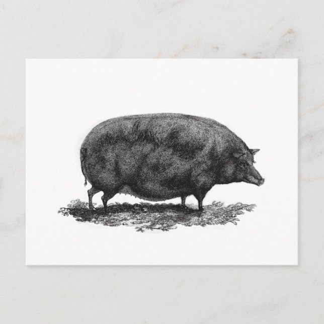 Vintage Schweineätzkarte Postkarte (Vorderseite)