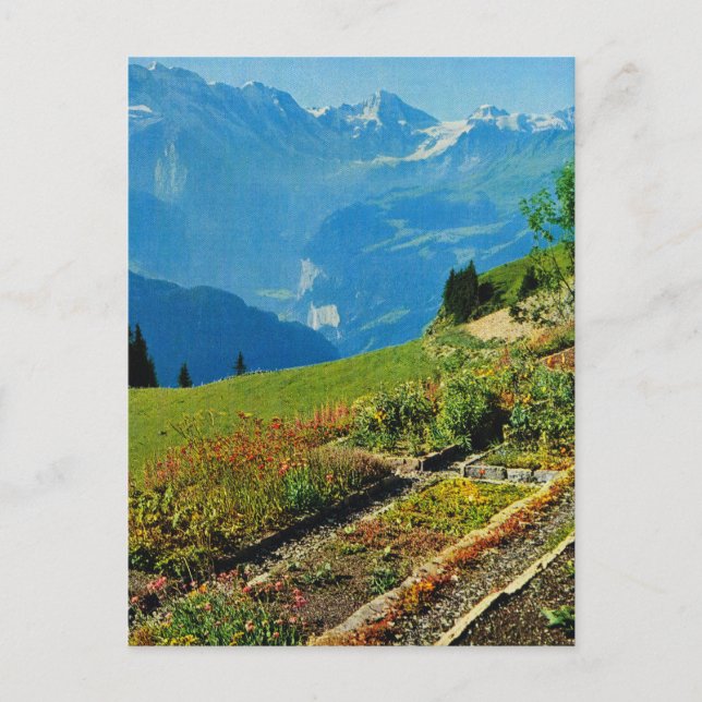 Vintage Schweiz, Schynigge Platte, 1909 9 Postkarte (Vorderseite)