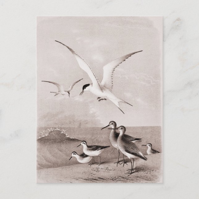 Vintage Seagulls, kundenspezifische Retro-Seagull- Postkarte (Vorderseite)