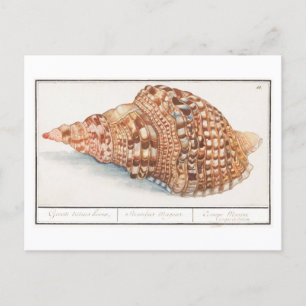 Vintage Seashell-Illustration Postkarte