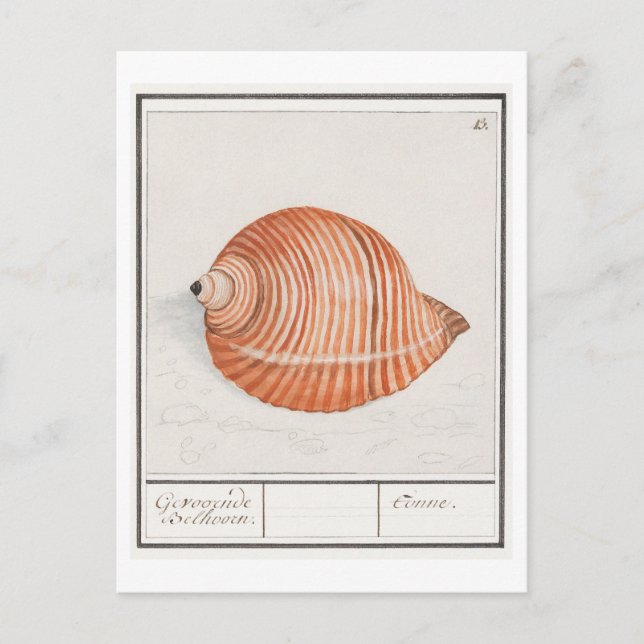 Vintage Seashell-Illustration Postkarte (Vorderseite)