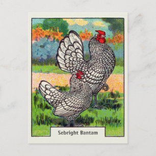 Vintage Sebright Zwerghuhn Postkarte