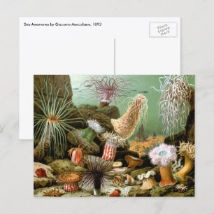 Vintage Seeanemonen, Meeresleben Ozean Tiere Postkarte