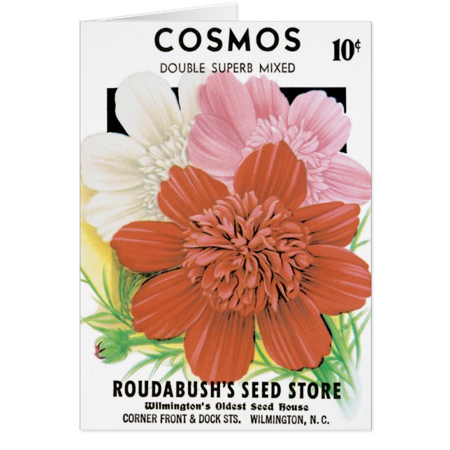 Vintage Seed Packet Art, Cosmos Garden Flowers (Devant)