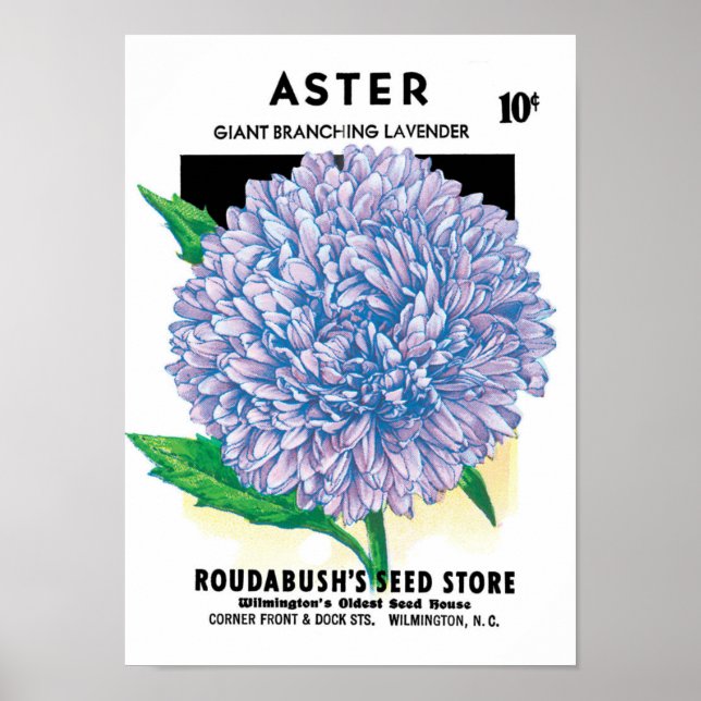 Vintage Seed Packet Art, Lila Aster-Blume Poster (Vorne)