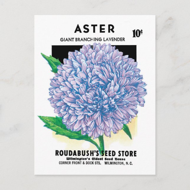 Vintage Seed Packet Art, Lila Aster-Blume Postkarte (Vorderseite)