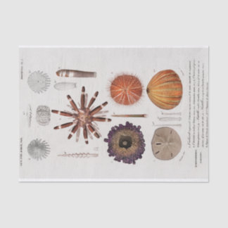 Vintage Seesterne Seidenpapier