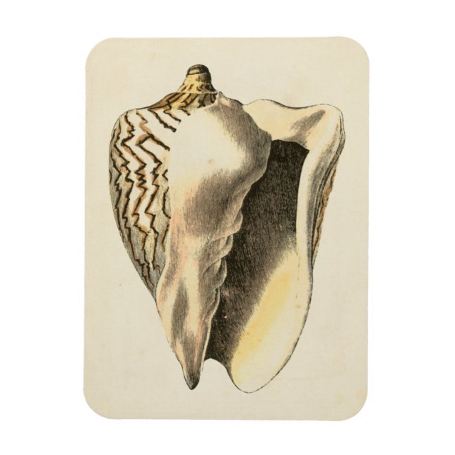 Vintage Sepia Conch-Muschel Magnet (Vertikal)