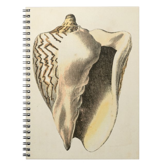 Vintage Sepia Conch-Muschel Notizblock (Vorderseite)