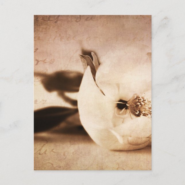 Vintage Sepia Magnolia Blume Blume Postkarte (Vorderseite)
