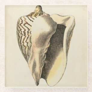Vintage Sepia-Tritonshorn-Muschel Glasuntersetzer