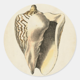 Vintage Sepia-Tritonshorn-Muschel Runder Aufkleber
