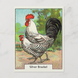 Vintage Silber Braekel Huhn Postkarte