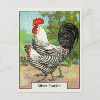 Vintage Silber Braekel Huhn Postkarte
