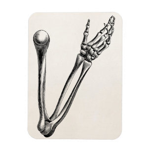 Vintage Skeleton Arm-Knochen-personalisierte Retro Magnet
