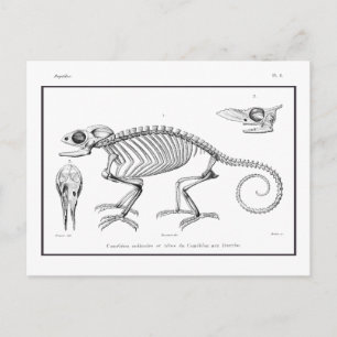 Vintage Skelett einer Eidechse Postkarte