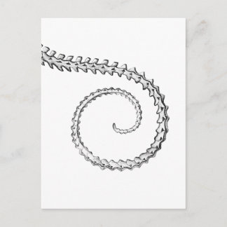 Vintage Skelett eines Eidechse Postkarte