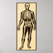 Vintage Skelettabbildungen, gereift