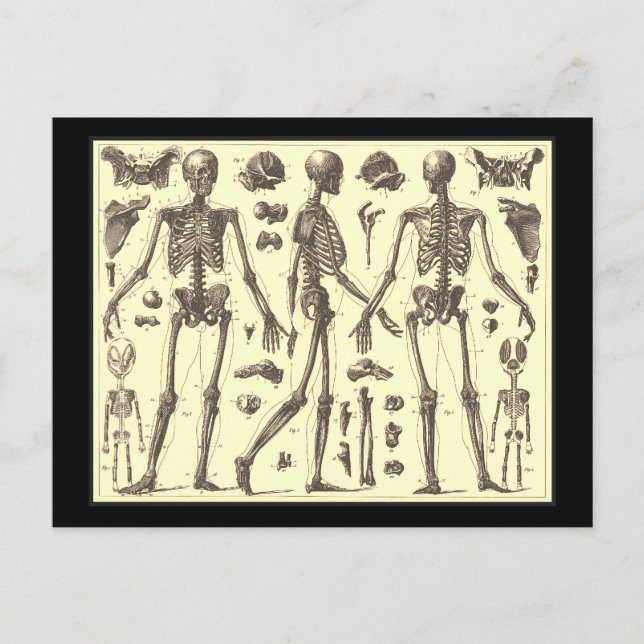 Vintage Skelettdiagramme Postkarte (Vorderseite)