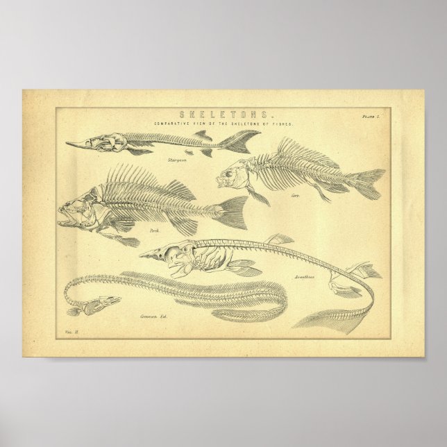 Vintage Skelette von Fischdrucken Poster (Vorne)