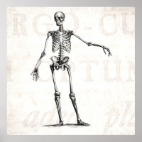 Vintage Skelettentrocknung 1800er Jahre Anatomie