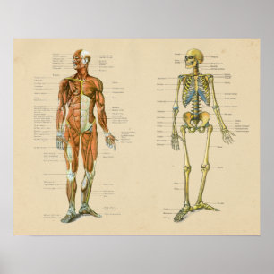 Vintage Skelton-Anatomie Poster
